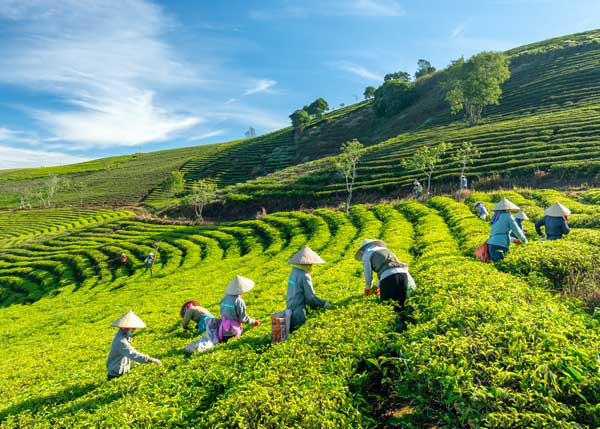 Tan Uyen Tea